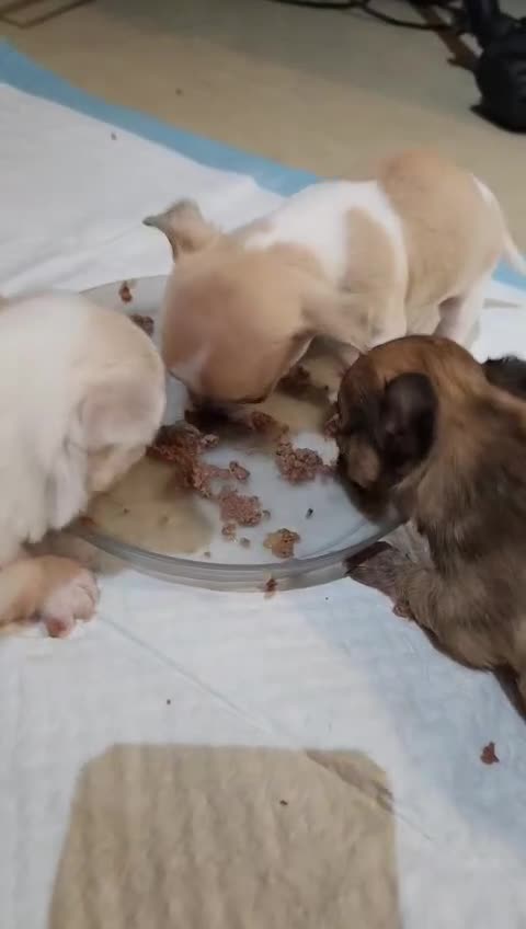 Chihuahua dogs for sale: 3tiny treasures looking for loving homes  - Video 1