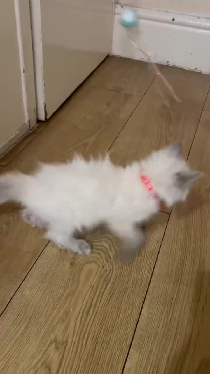 Ragdoll cats for sale: Finding new homes for 6 ragdoll kittens - Video 4