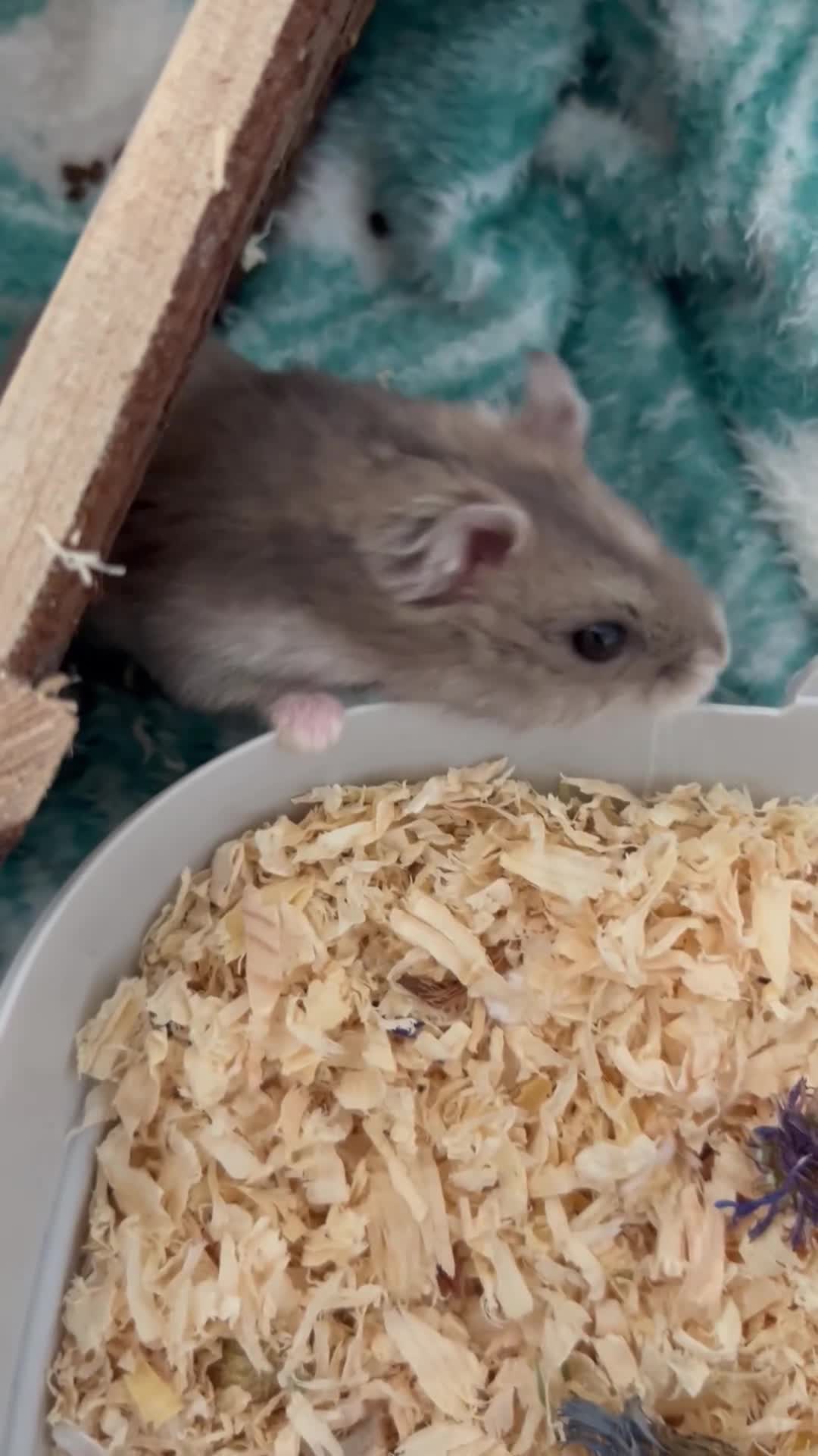 Hamster rodents for sale: Gray russian dwarf hamster for sale - Video 2