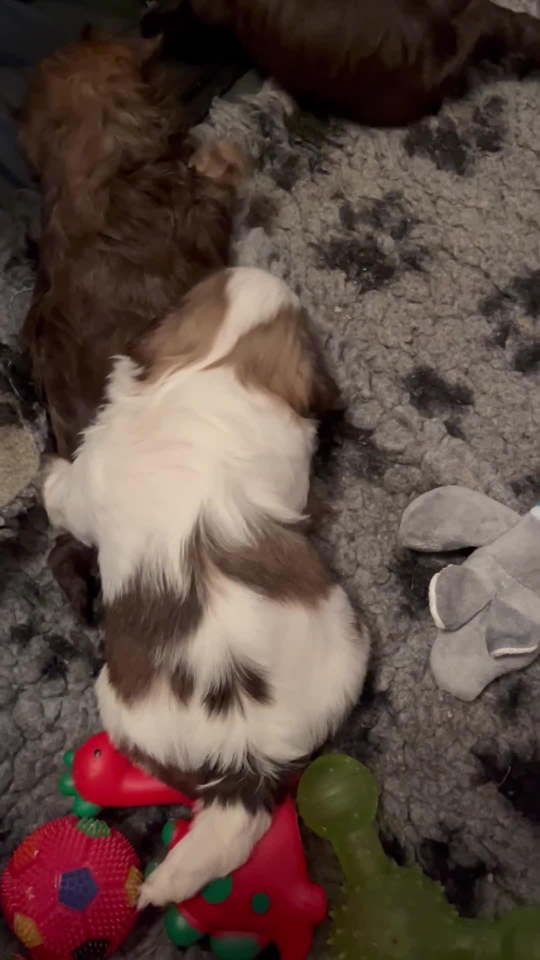 Shih Tzu dogs for sale: Adorable Shih Tzu puppies  - Video 3