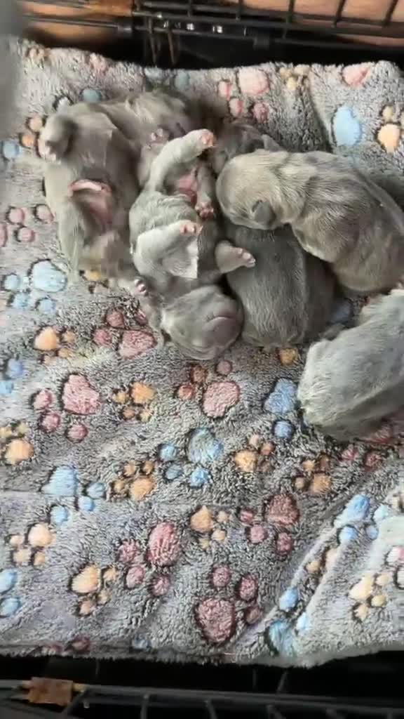 French Bulldog dogs for sale: French Bulldogs  in Oldham - Video 1