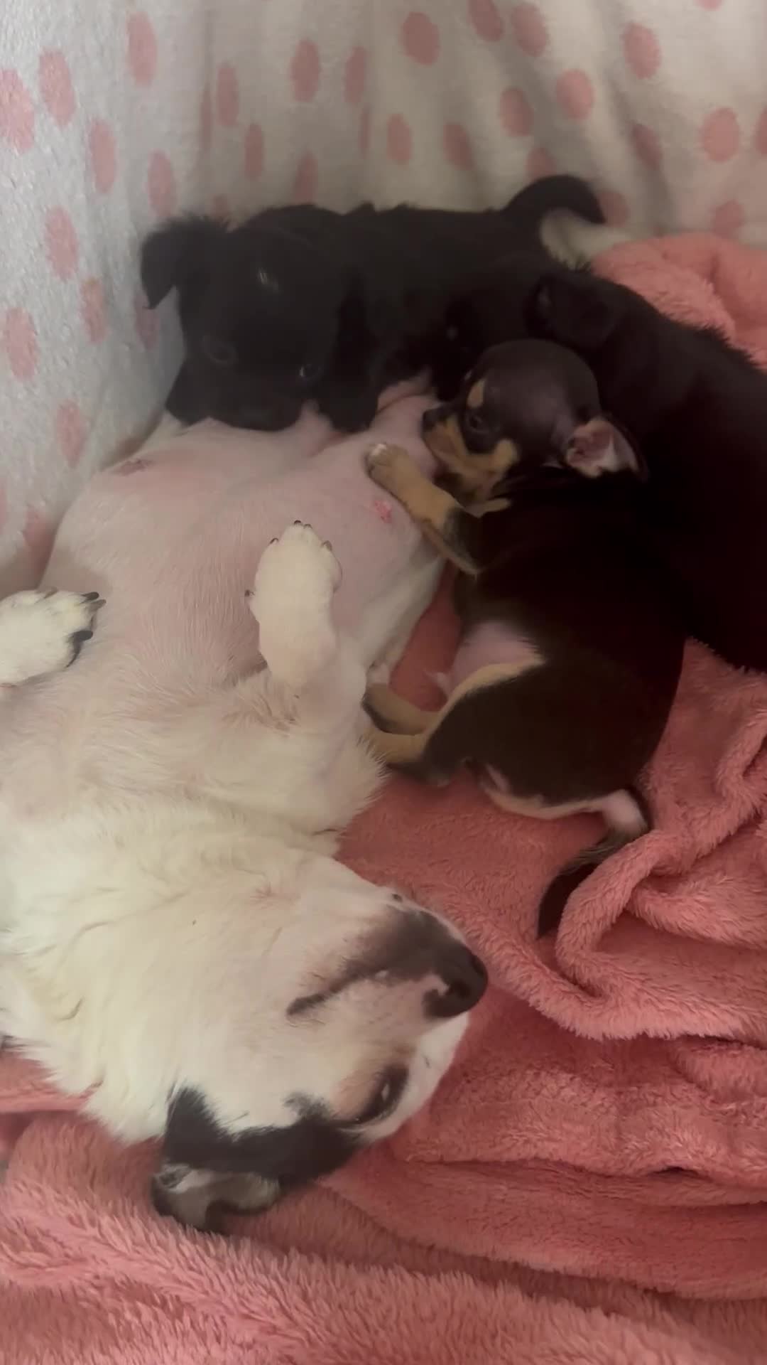 Chihuahua dogs for sale: Chihuahua Puppies Looking for Their Forever Homes  - Video 4