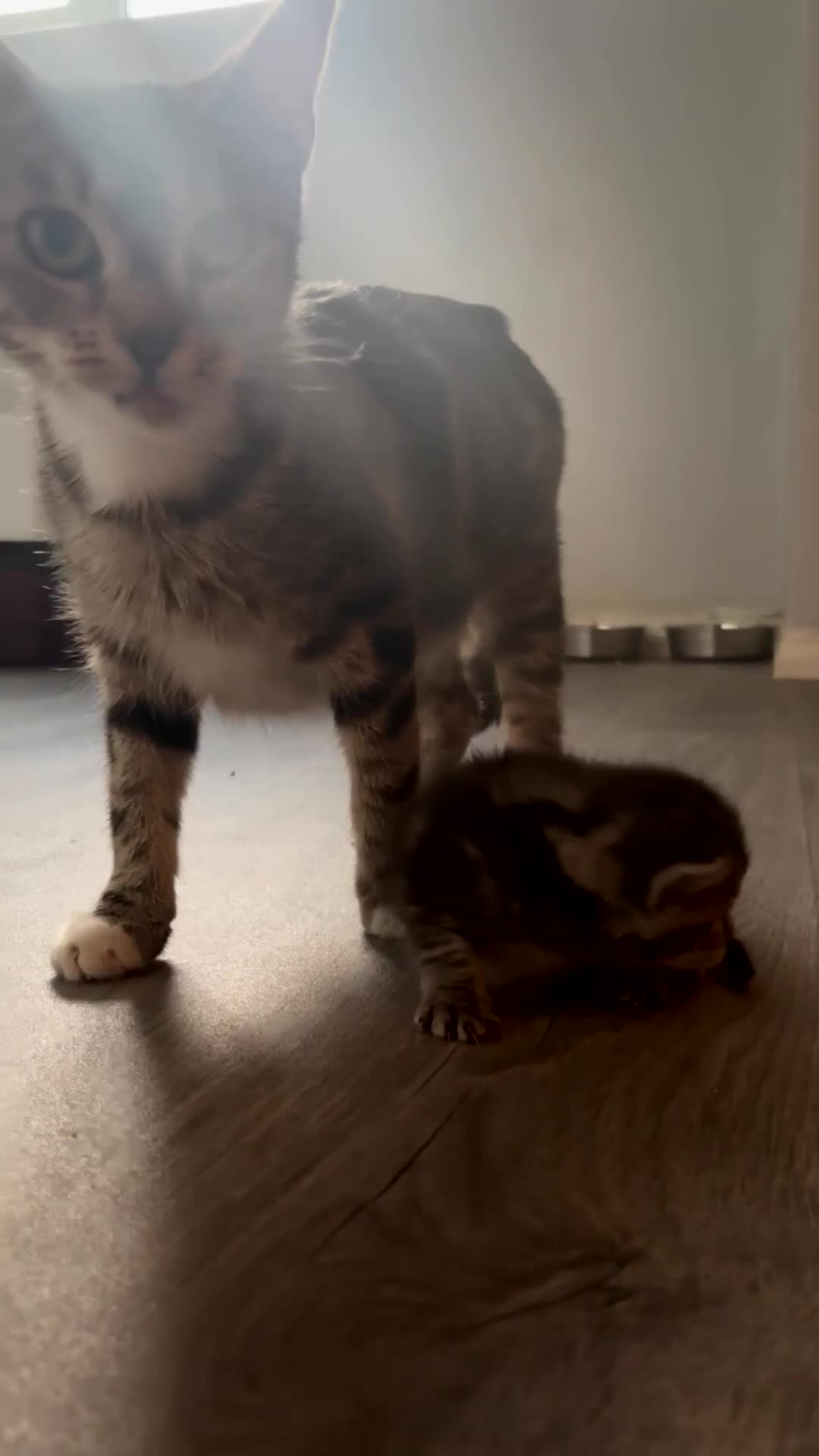Tibetan cats for sale: 1 GREY TABBY BOY LEFT! - Video 1