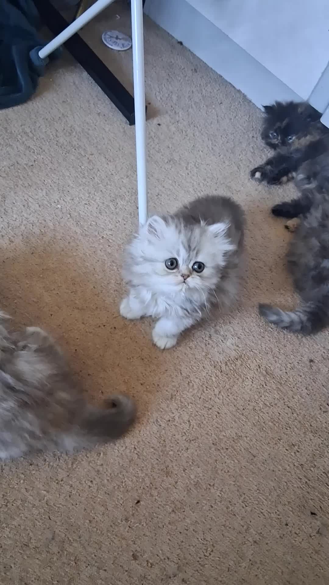 Persian cats for sale: 4 STUNNING PERSIAN KITTENS! - Video 1