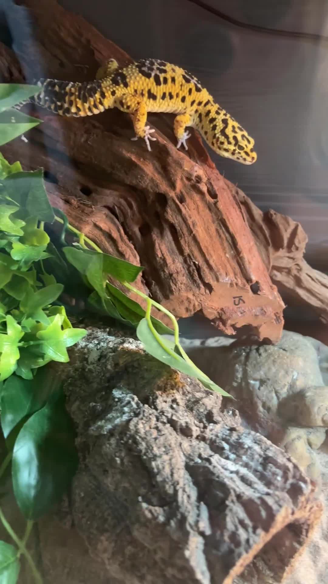 Gecko reptiles for sale: 🦎 Leopard Gecko  - Video 1