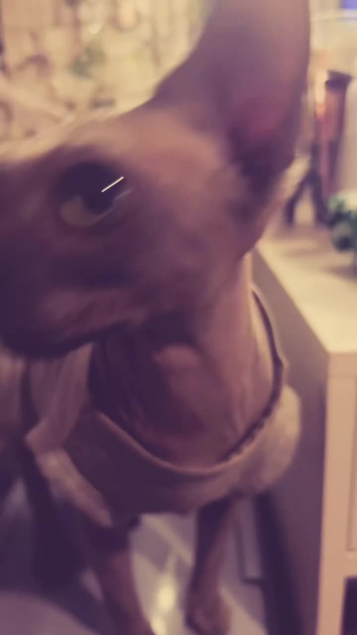 Sphynx cats for sale: Male Sphynx cat  in Rhyl - Video 1