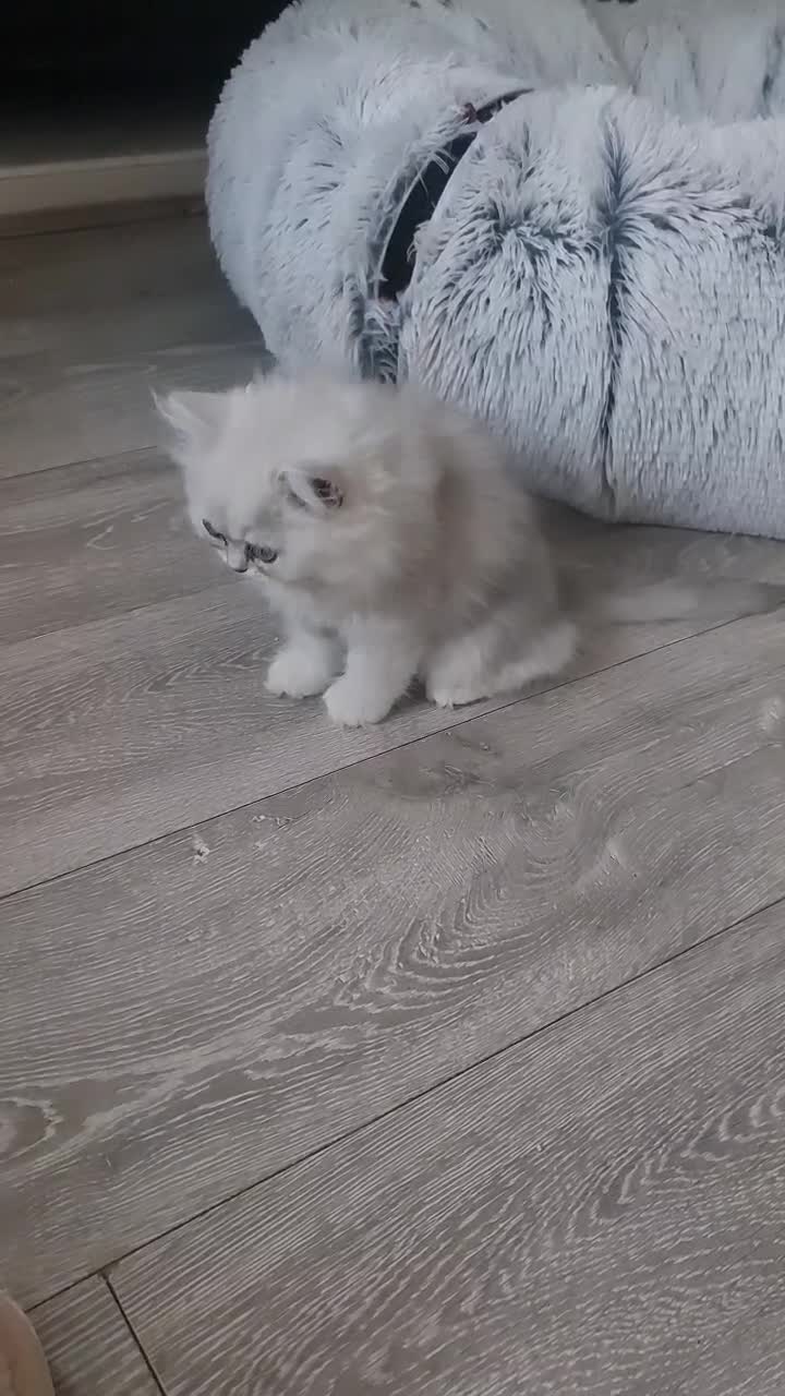 Persian cats for sale: 2 Boys left! Persian Chinchilla kittens - Video 1