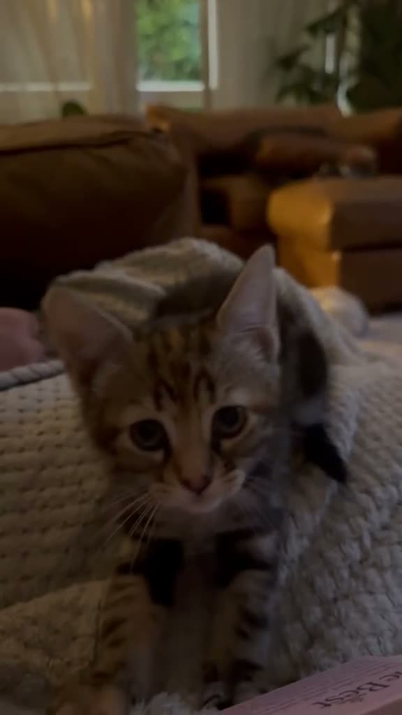 Mixed Breed cats for sale: Beautiful Fluffy Boy & Tabby Girl Kittens  - Video 1