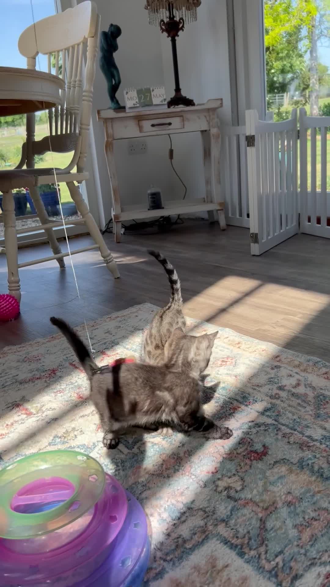 Bengal cats for sale: Stunning full marbled Bengal - Video 1