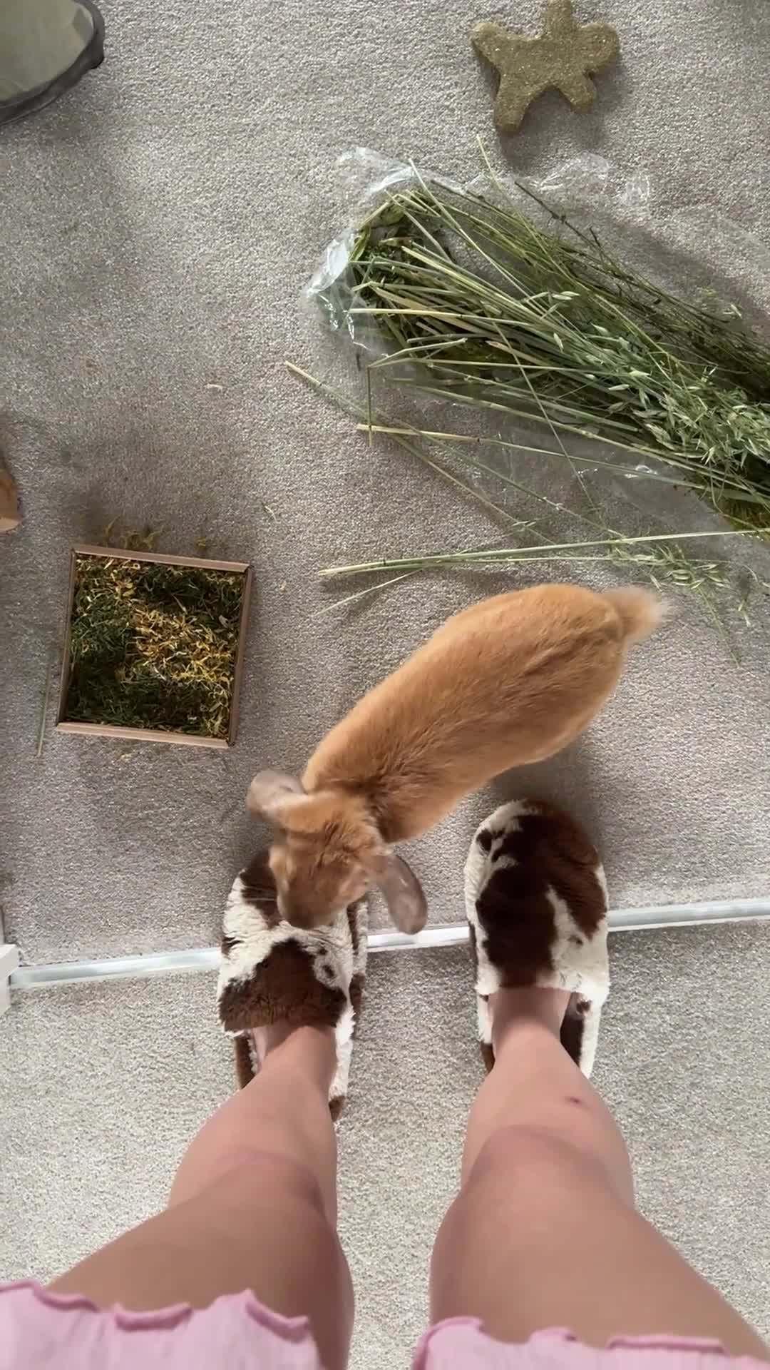 Mixed Breed rabbits for sale: Neutered Male Rabbit - Video 1
