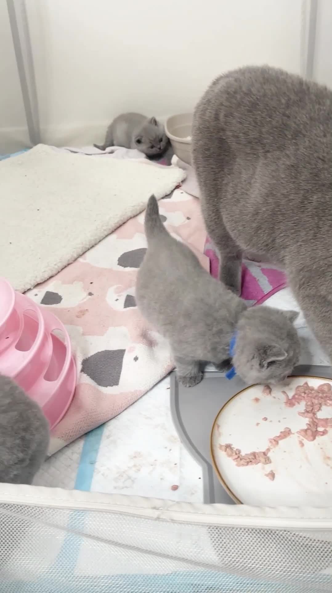 British Shorthair cats for sale: TICA registered champion bloodline BSH kittens - Video 1