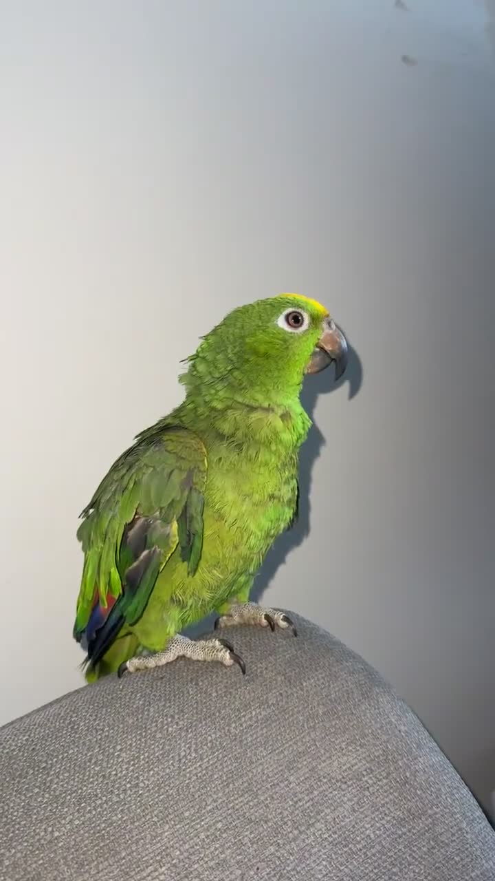 Parrots birds for sale: Amazon Yellow-Headed Parrot in Oldham - Video 1