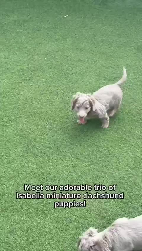 Miniature Dachshund dogs for sale: 💗 READY TO LEAVE - K.C MINIATURE DACHSHUND 💗 - Video 1