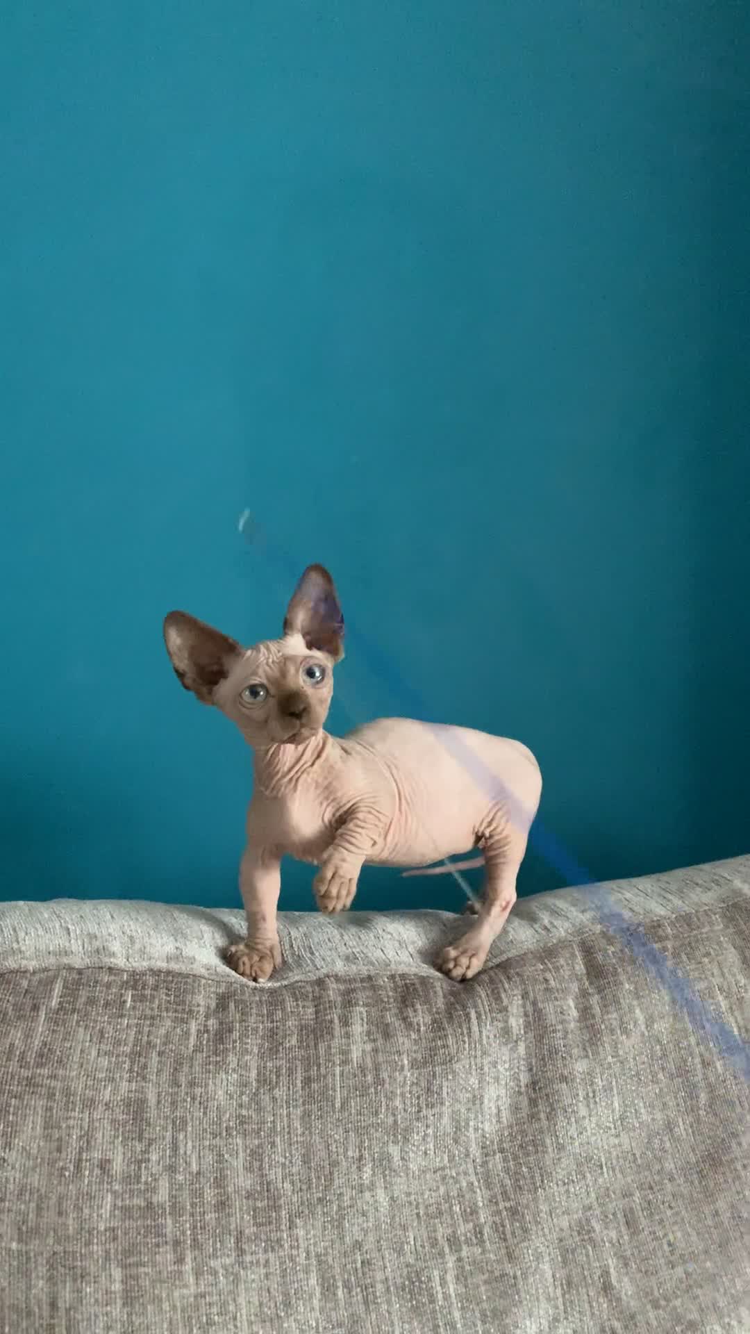 Sphynx cats for sale: Hairless kittens sphinx/bambino - Video 2