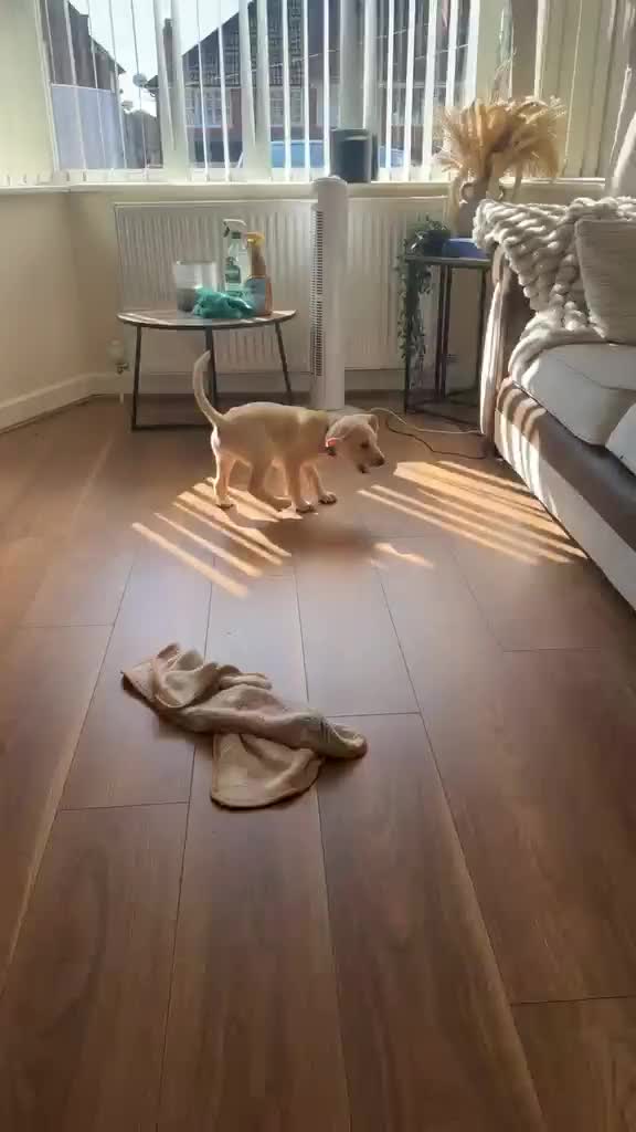 Goldador dogs for sale: GOLDEN LAB RETRIEVER in Birmingham - Video 4