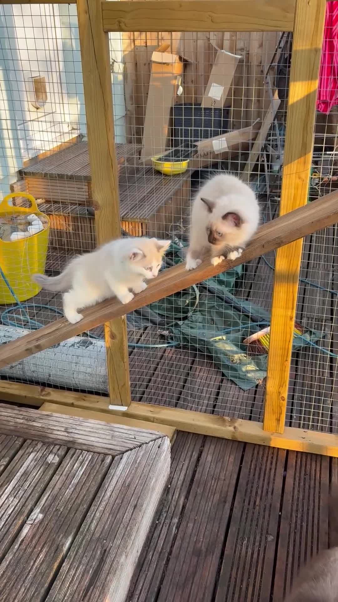 Ragdoll cats for sale: Beautiful Ragdolls-Vaccinated-2 boys-3 girls.  - Video 1