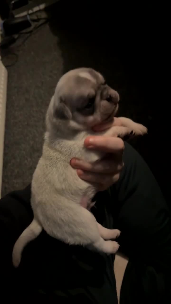 Pug dogs for sale: Pug pups for sale - Video 3