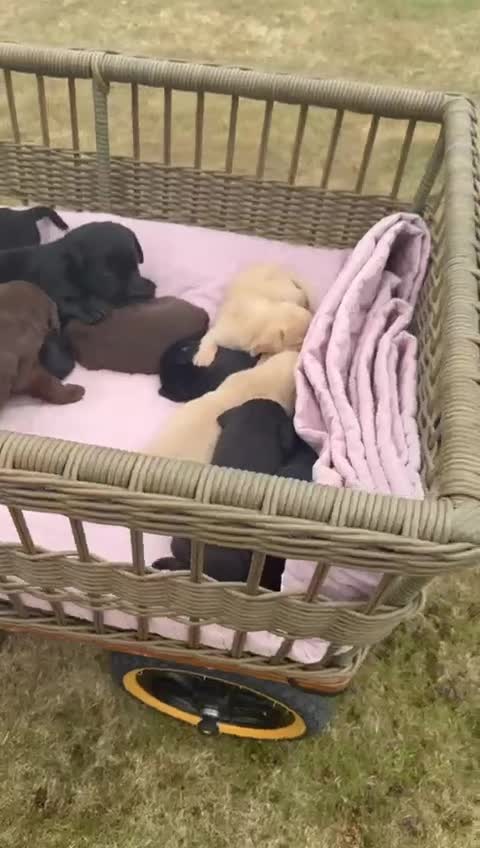 Labrador Retriever dogs for sale: Beautiful KC Registered Labrador Puppies - Video 2