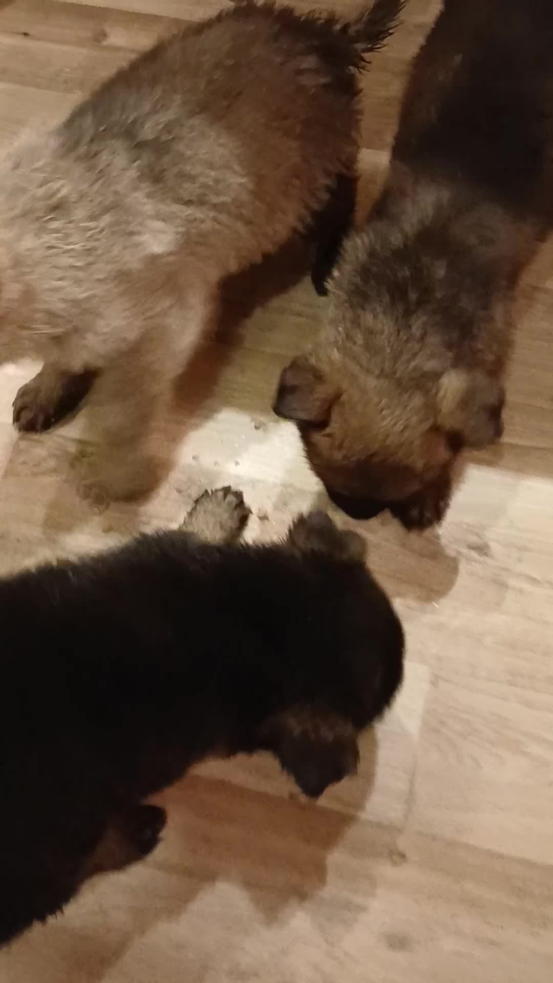 German Shepherd dogs for sale: Czech shepherd  - Video 4