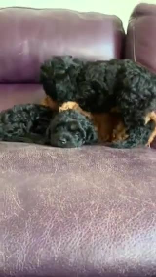Cavapoo dogs for sale: Stunning premium F1 Cavapoos 🥰 DNR tested parents - Video 2