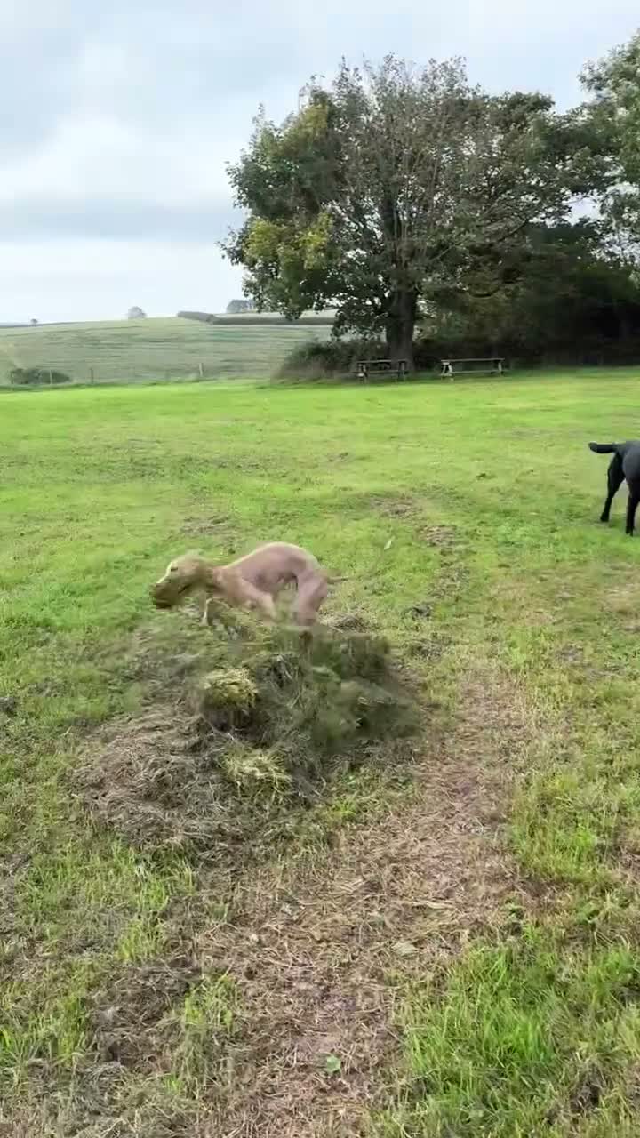 Whippet dogs for sale: Lenny  - Video 2