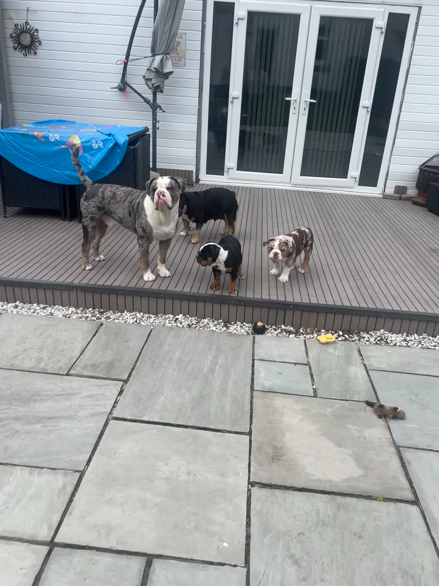 Mixed Breed dogs for sale: 12 week old, olde double bully male pup  - Video 1