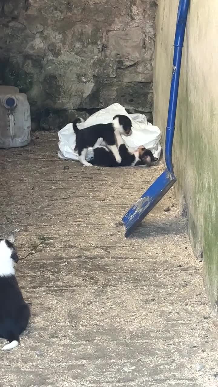 Mixed Breed dogs for sale: Border collie x beagle pups - Video 1