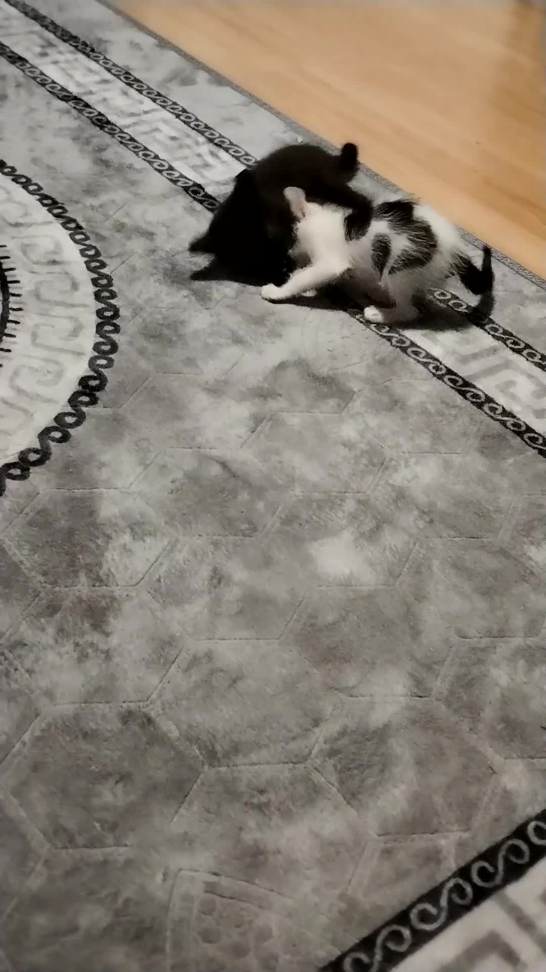 Mixed Breed cats for sale: Adorable Kittens Looking for Their Forever Homes - Video 1