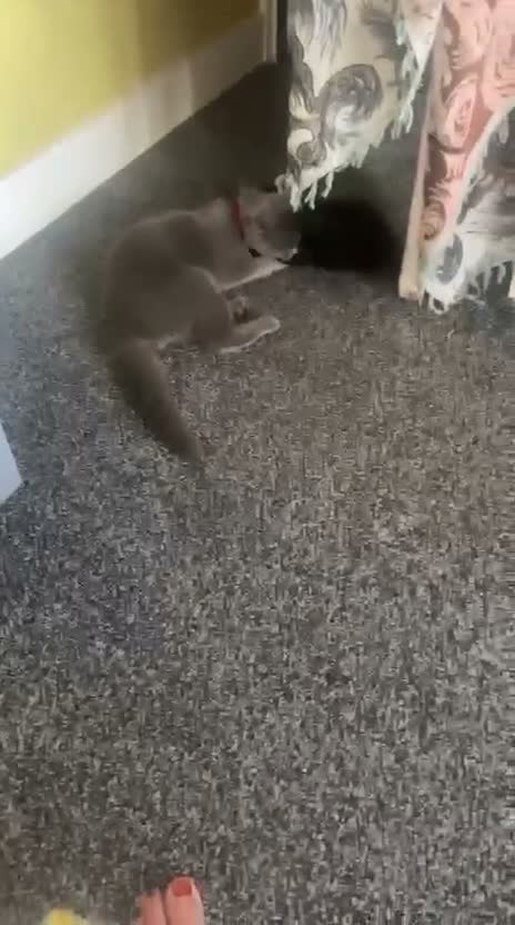 Scottish Fold cats for sale: ✨Kitten looking for forever home ✨ - Video 2