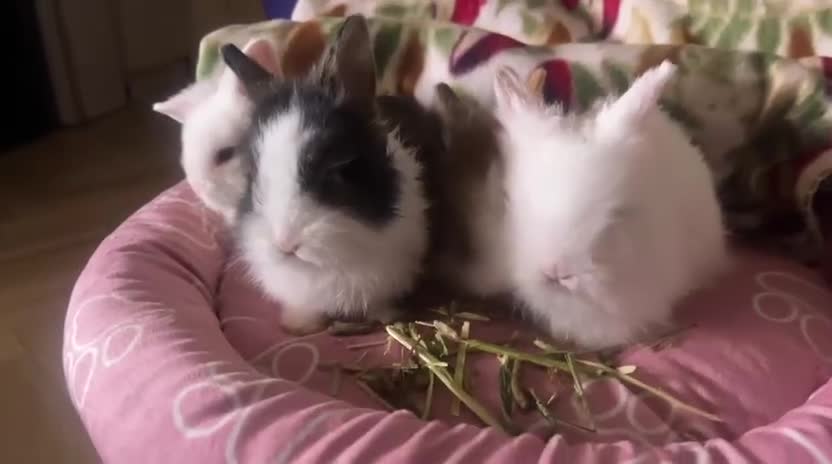 Lionhead rabbits for sale: Double-Maned Lionhead’s for sale 🐰❤️ - Video 2