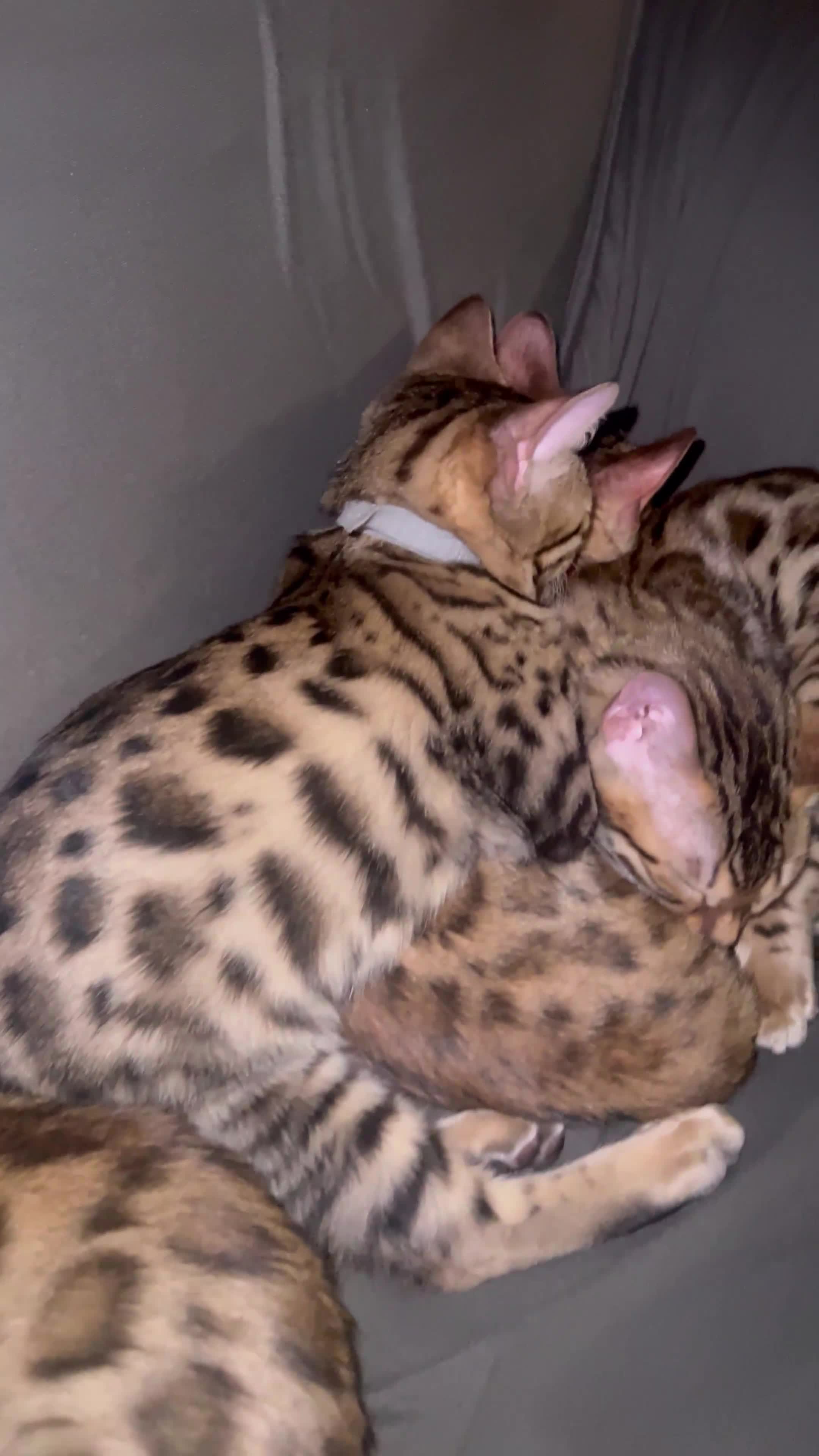 Bengal cats for sale: Stunning bengal cats in Chigwell - Video 4