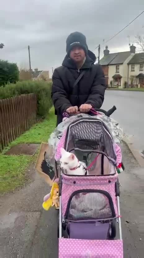 Mixed Breed cats for adoption: Its time for rescue cat snowflake to have a home - Video 1