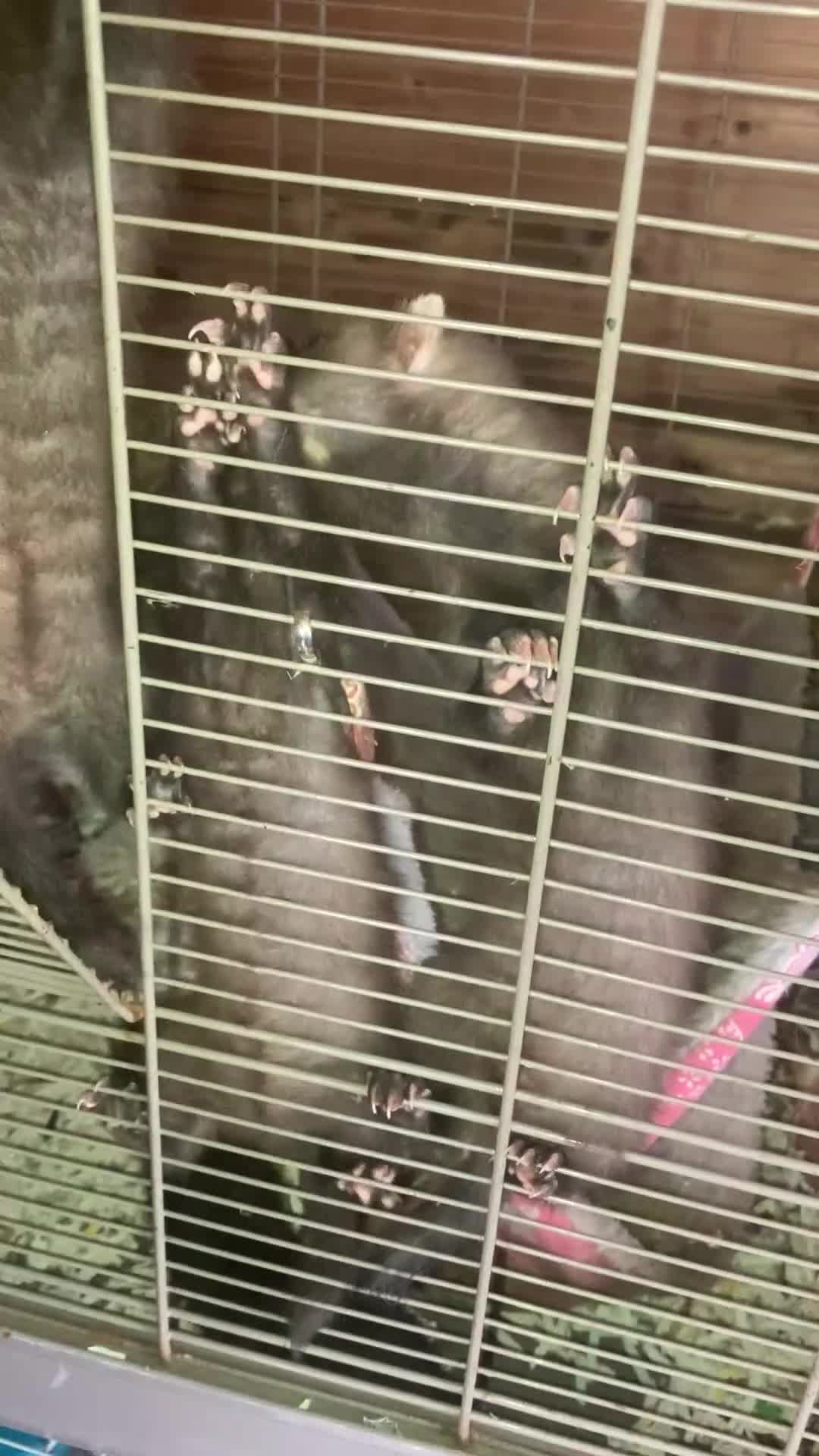 Ferret rodents for sale: Ferrets 2 Jills for sale in Rotherham - Video 1