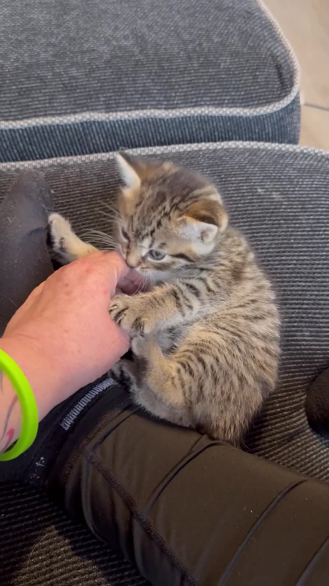 Ragcoon cats for sale: RAGCOONS ragdoll mainecoons  - Video 5