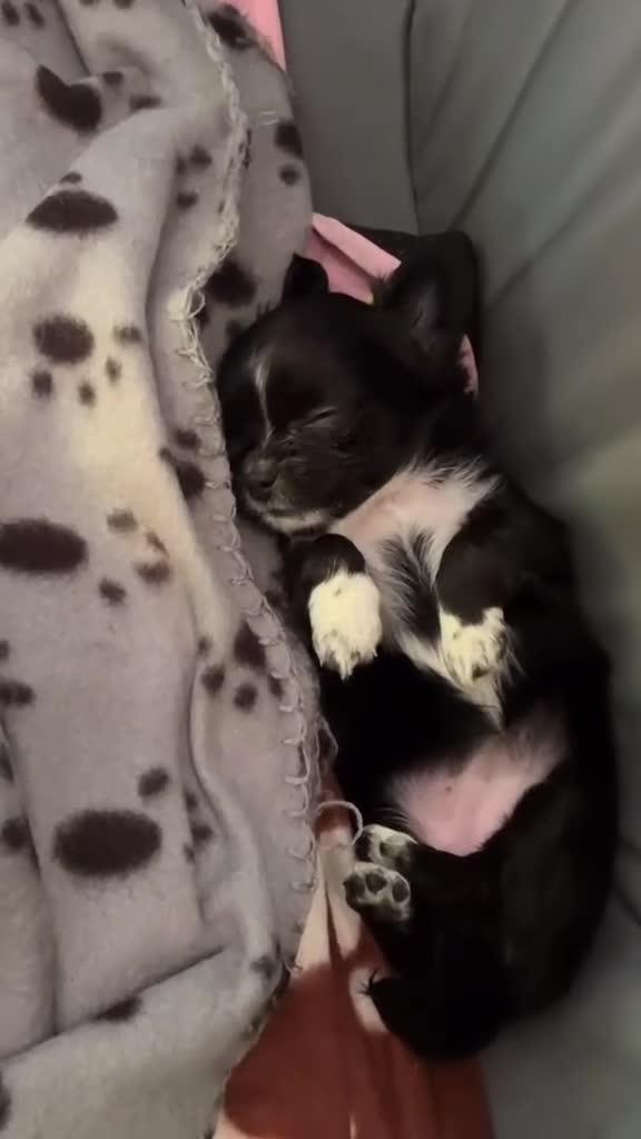 Chihuahua dogs for sale: Chihuahua puppies  in Dereham - Video 1