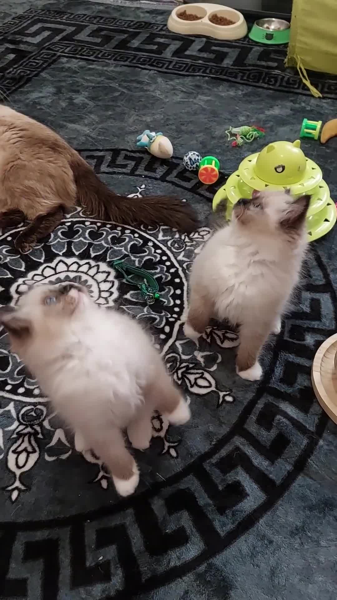Ragdoll cats for sale: Beautiful adorable Ragdoll kittens.  - Video 1