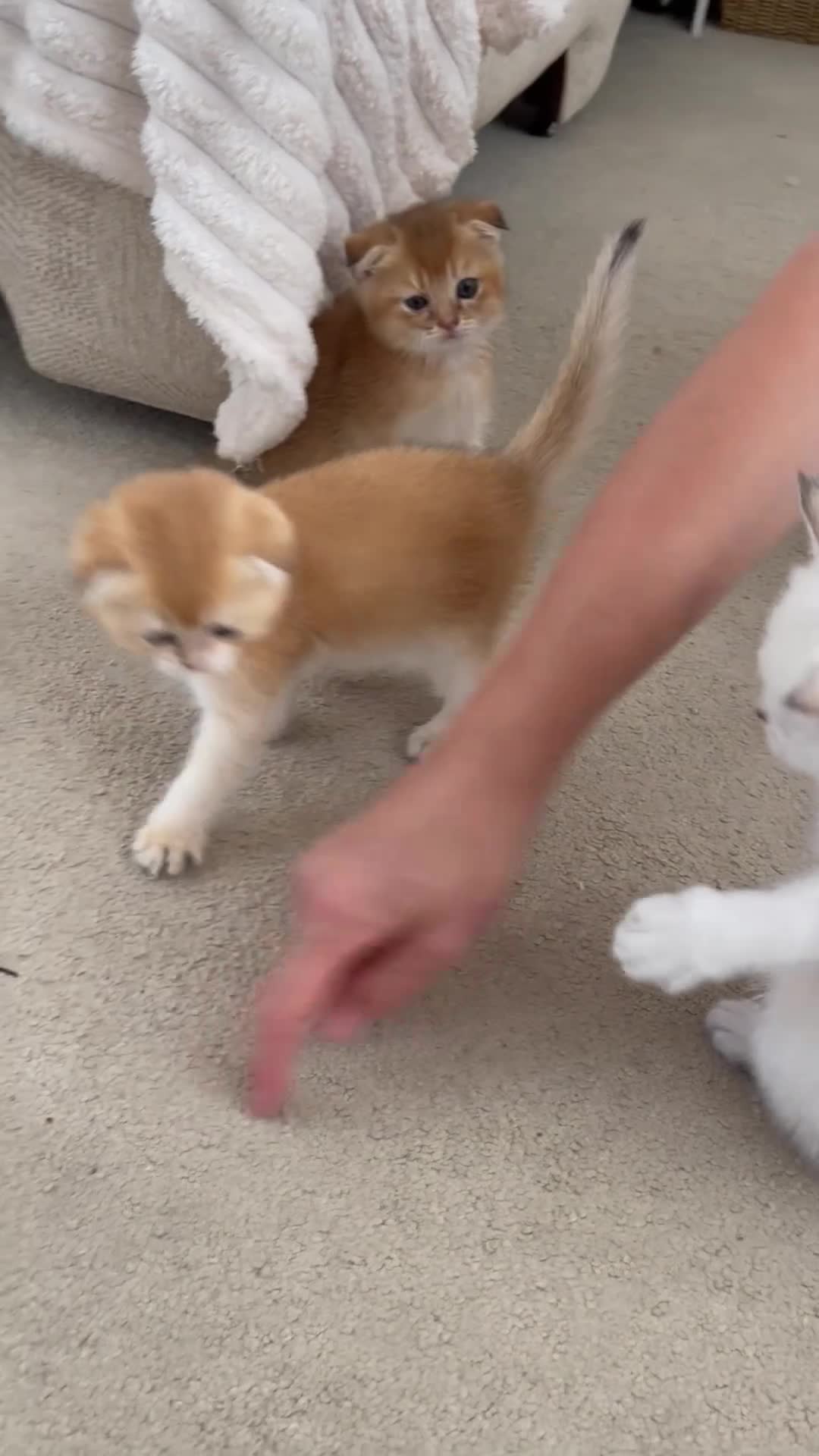 Scottish Fold cats for sale: LOVELY PUREBRED SCOTTISH FOLD GOLDEN KITTENS  - Video 4