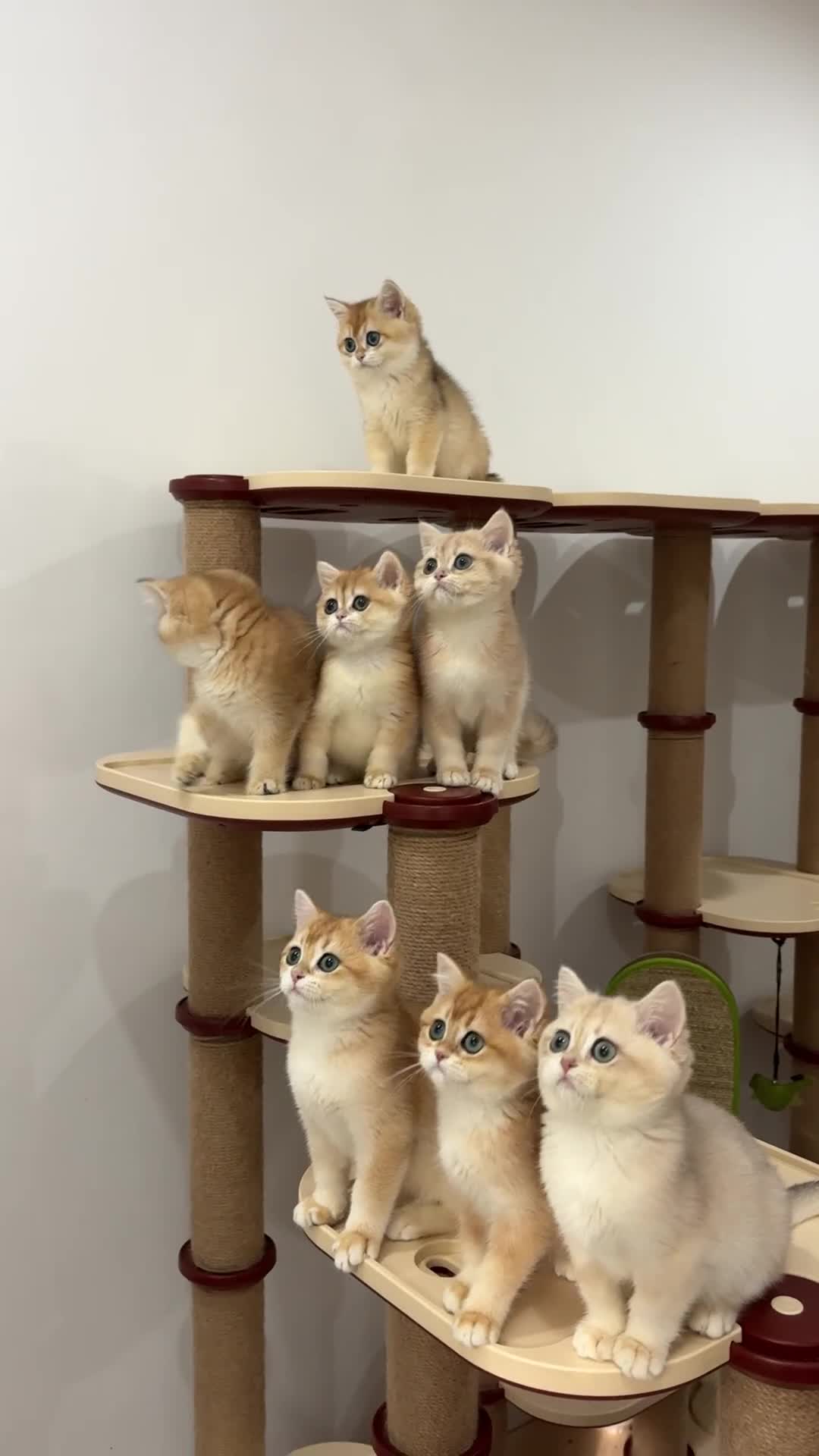 British Shorthair cats for sale: British Shorthair Golden Lilac kittens  - Video 2