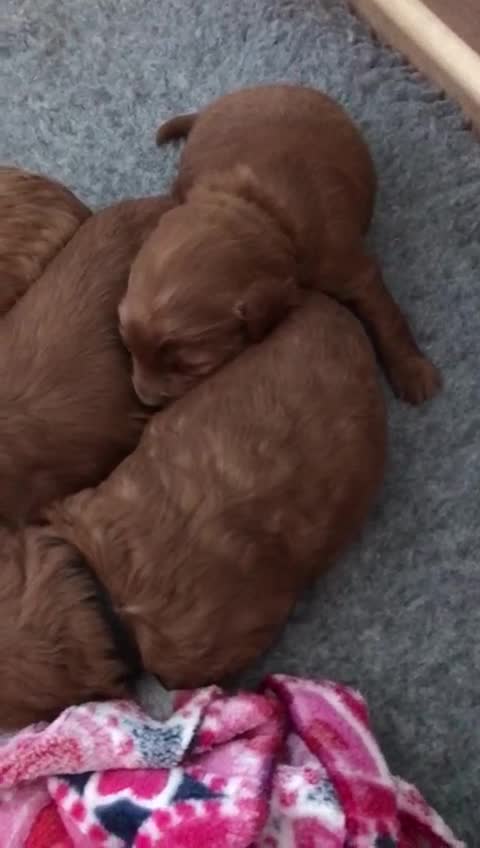Cockapoo dogs for stud: F1 cocapoo for stud well Proven DNA clear in Bromley - Video 1