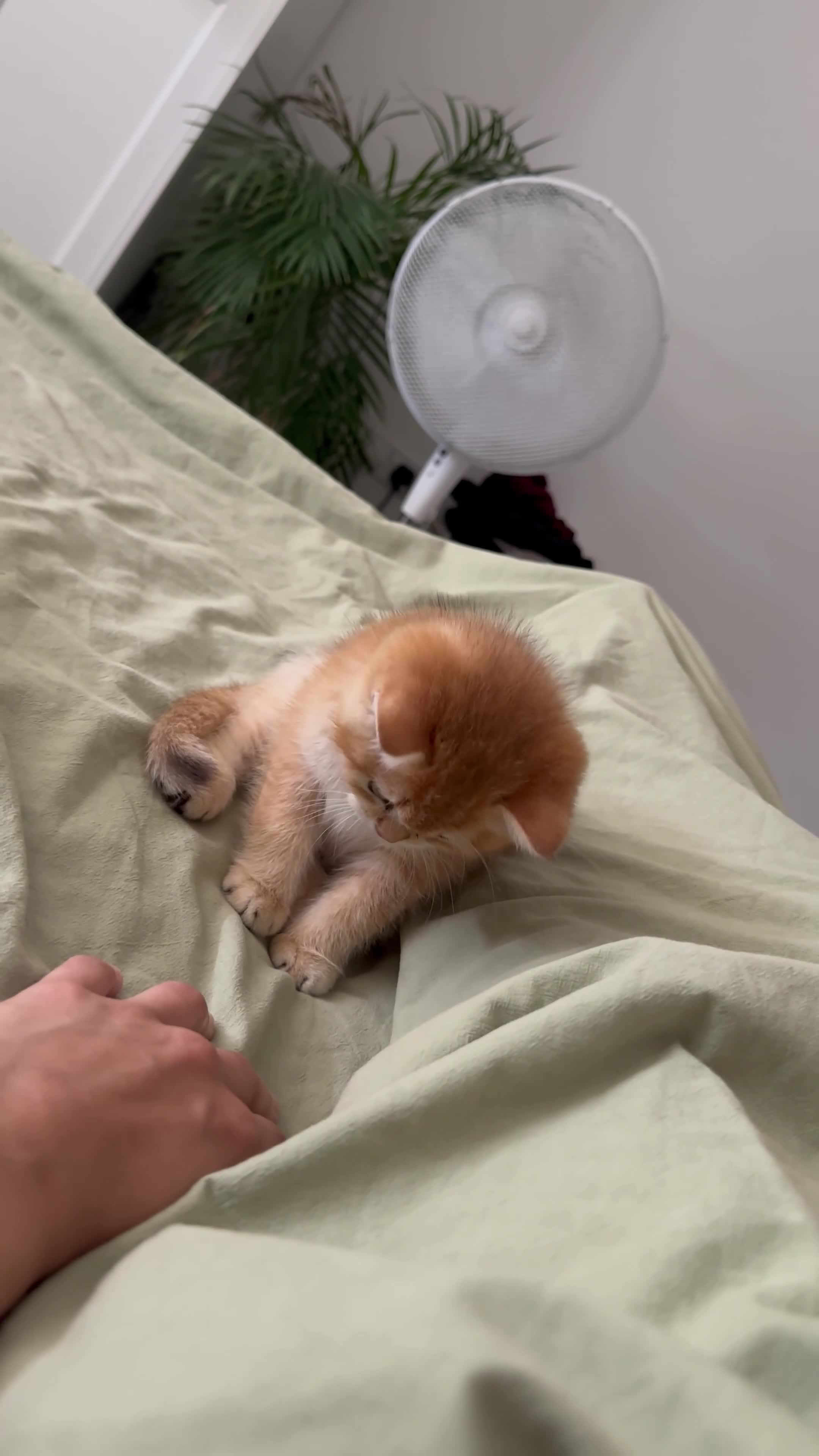 British Shorthair cats for sale: Golden chinchilla British shorthair (NY12) boy.  - Video 4