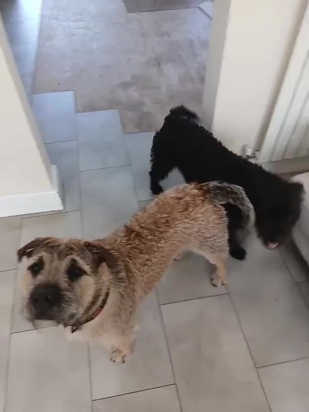 Mixed Breed dogs for sale: 2 loving young active dogs brother and sister  - Video 1