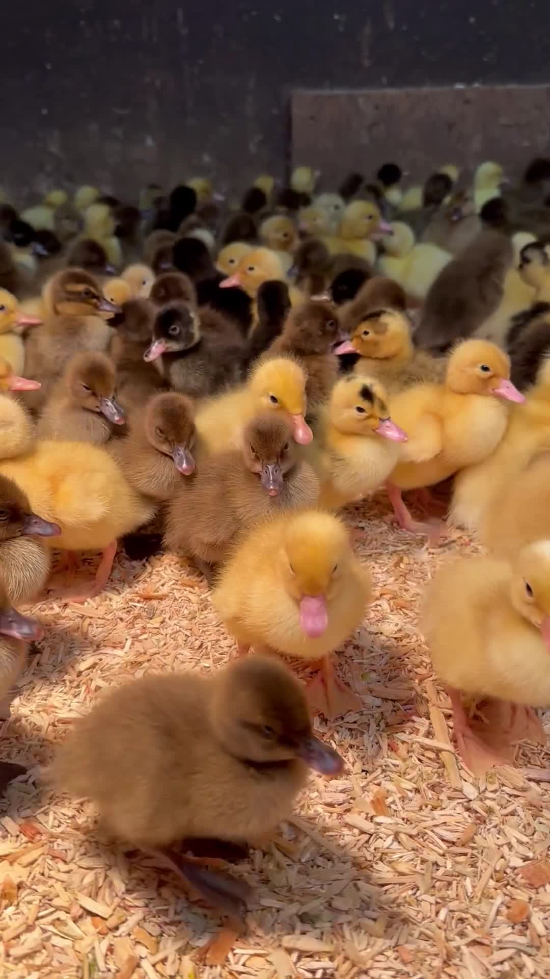Ducks poultry for sale: Female Ducklings, Runners, Khakis, Cherry Valley - Video 1