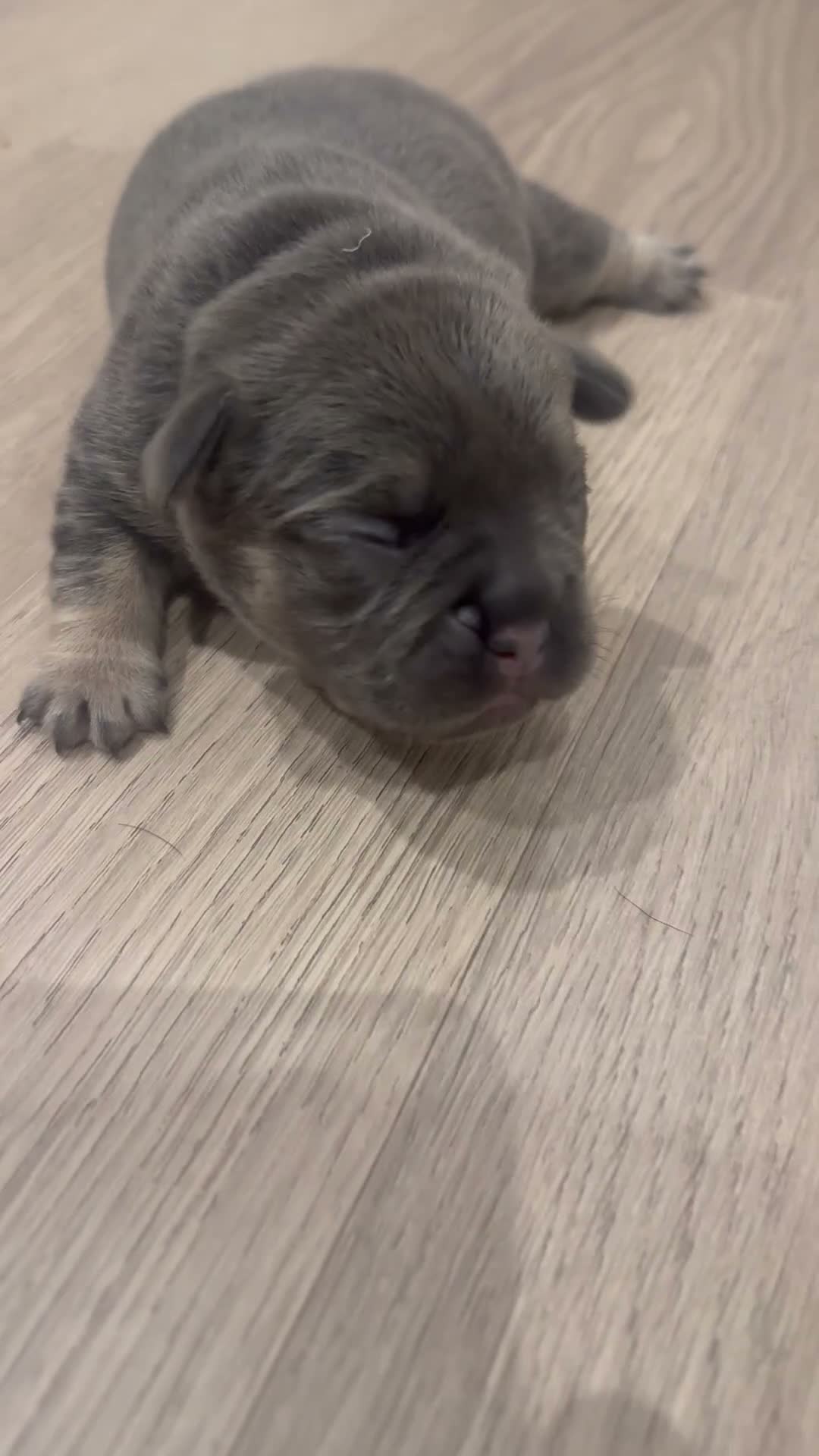 French Bulldog dogs for sale: Adorable French Bulldog Puppies Lilac & Tan 3 LEFT - Video 2