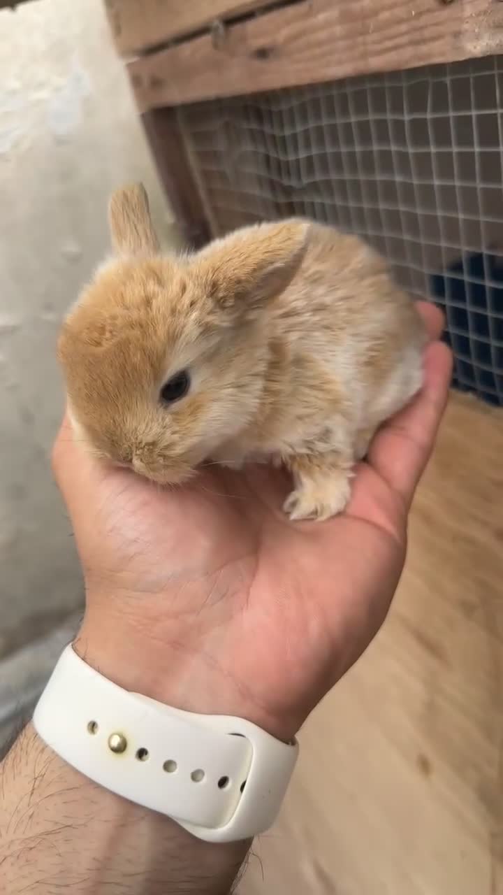 Mini Lop rabbits for sale: Baby rabbits for sale - Video 1