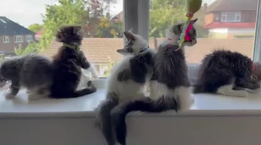 Mixed Breed cats for sale: Adorable Ragdoll and Norwegian Forest Kittens - Video 1