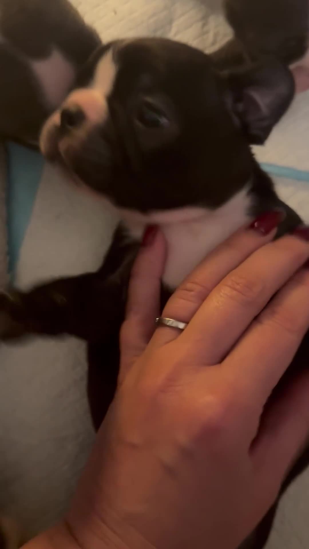 Boston Terrier dogs for sale: Exceptional Blue Boston Terrier Puppies 💙🐾 - Video 3