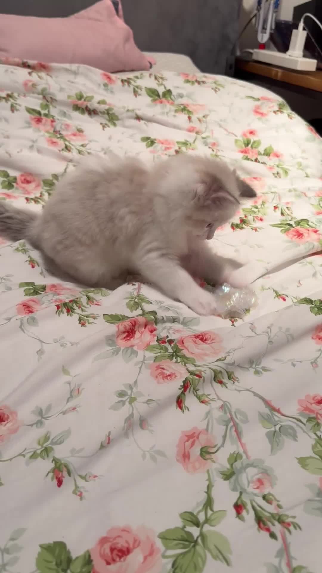 Ragdoll cats for sale: Purebred Ragdoll Kittens in Cardiff - Video 2