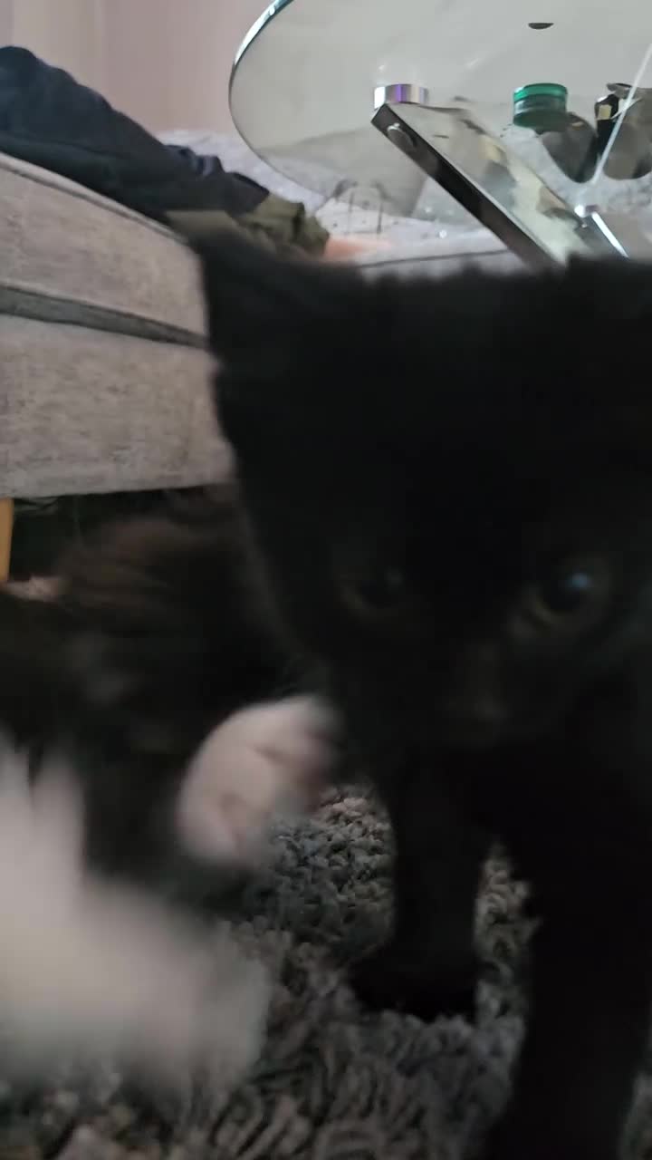 Mixed Breed cats for sale: 4 Gorgeous Bombay-Heritage Kittens- Litter Trained - Video 4