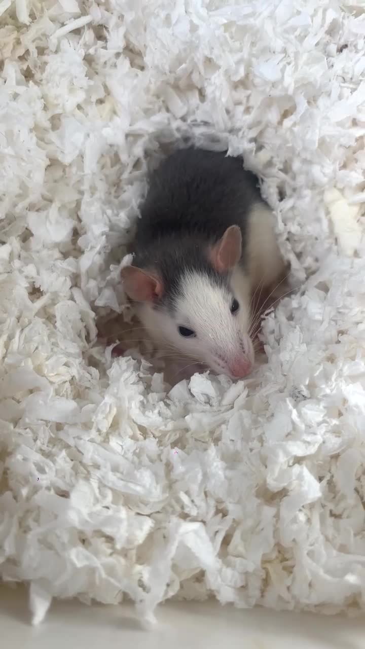 Rat rodents for sale: 3 female baby rats in Plymouth - Video 1