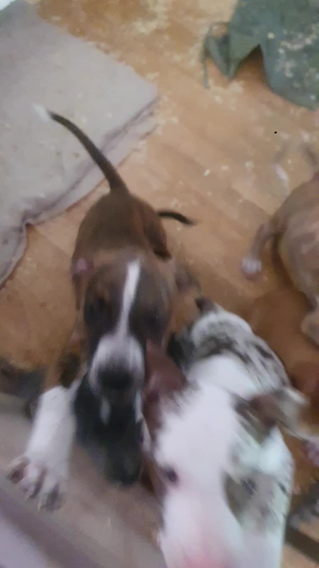 Mixed Breed dogs for sale: Bullbermans Looking for something different???  in Slough - Video 4